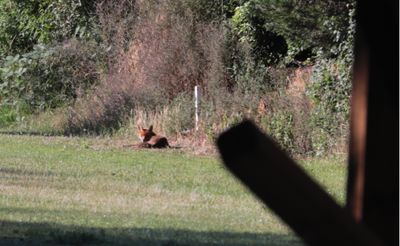 They like laying in the sun, as do I