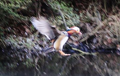 It is a very bad shot, but I aint got many of Mandarins flying. One day,,,I keep telling myself