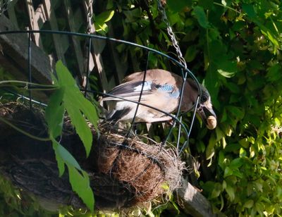 Jay feeding, very few birds can eat monkey nuts, all the crow family can
