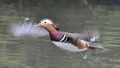 Another bad shot of a Mandarin flying, most birds I get a good shot sometime, not Mandarins