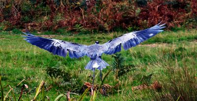 I like it, but i did not do it, something fooled the camera, and it blued the Heron