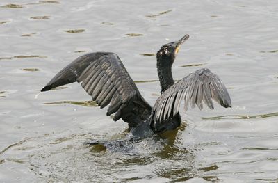 I guess a dry body is not as important as the wings only