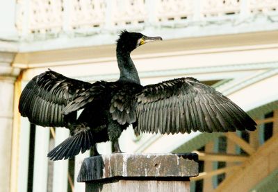 It seems like they can position their feathers to catch the sun and wind