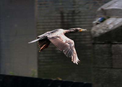They fly very fast, like a little Spitfire