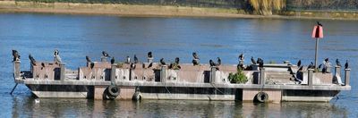 I count 34 Cormorants, there are some crows amongst them