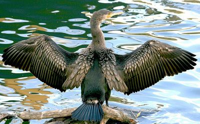 Their feathers make lovely patterns