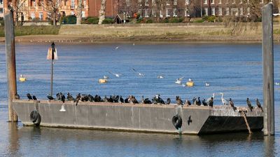 The Uber Cormorant bus. Saves all that flying