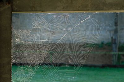 Often see the webs in the morning, never seen a spider in them.