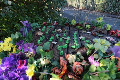 Not sure why all these little frogs are here