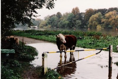 The Bull from Petersham Farm often went for a walk along the towpath