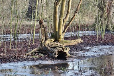 Old tree trunks always look good
