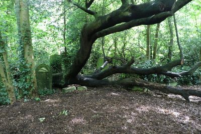 Dead tree, been down a long time