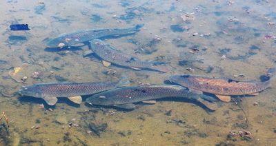 Common Carp. This is in the Wandle