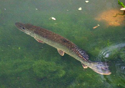 This is a Pike. not in the Wandle