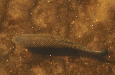 A Black Carp, identified by Google Lens