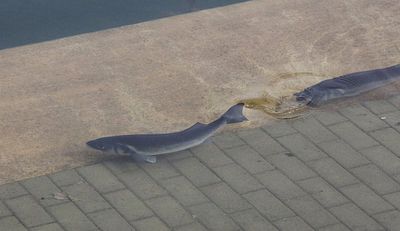 Unknown, in sea water