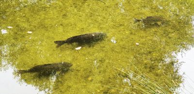 Dark fish just under 2 feet, unknown, not in Wandle