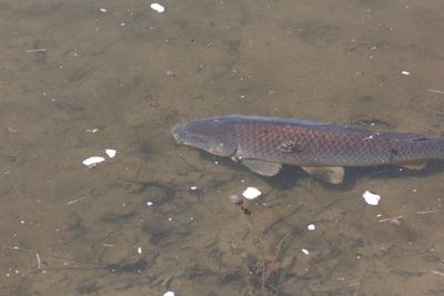 A Common Carp, Identified by Google Lens