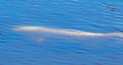 Very long fish, unknown, not in Wandle