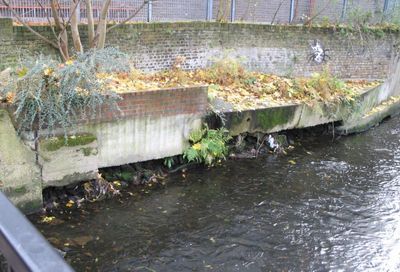 A lot of the Wandle banks are in a poor state