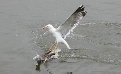 Strange to attack the Mallard, too big to kill and eat