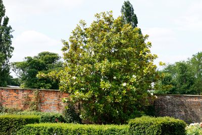 Corner of the walled garden