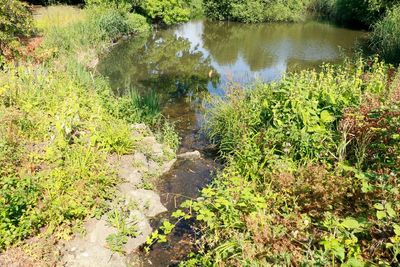 The smallest pond