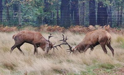I would not like to get to close to these deer, those horns are very sharp