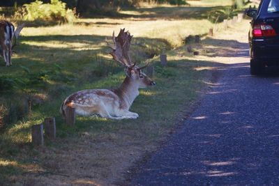 2,500 acres of park and he sits inchs away from the traffic