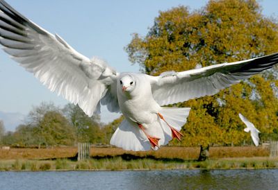 Another black headed gull ?