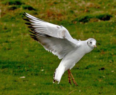 This could be a young black headed gull