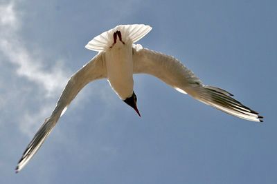 Black headed gulls are easy to identify