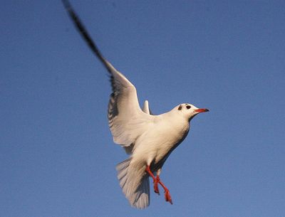 Air brakes