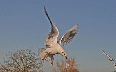 I hate it when I run out of food and they keep flying up to me