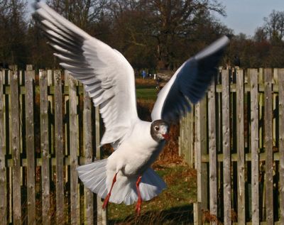 Black headed gull asking for food