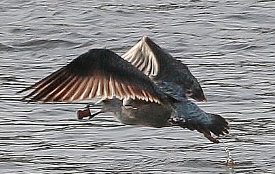 Even gulls have champagne to celebrate
