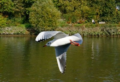 Not many of the large gulls recently