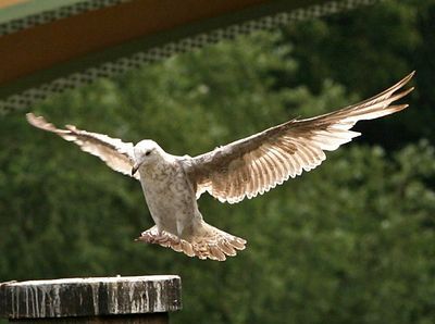 Could be he is young and still growing a nice set of feathers