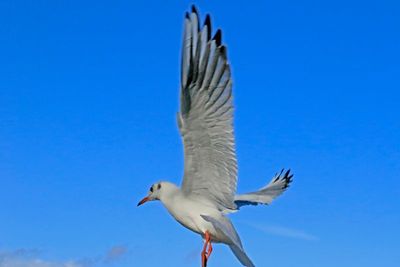 A blue sky background is great for bird photos, gray skys are horrible