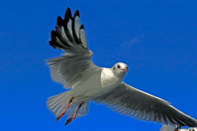 The missing feathers did not seem to affect his flying