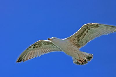 This one is gliding