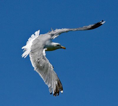That is a powerful beat of his wings