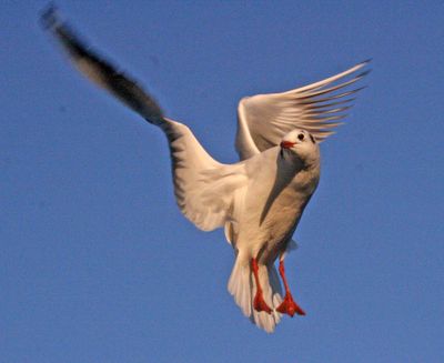 They can stop in mid air, but cannot hover for more than a few seconds
