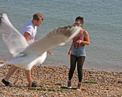 Seagulls