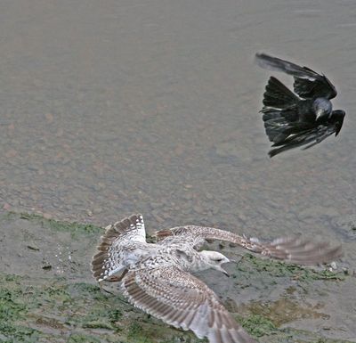 There were a few Jackdaws he chased away
