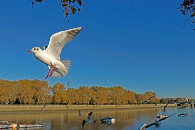 Sun shining, birds flying, what a gorgeous day