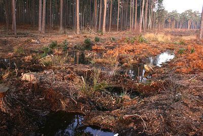 Wisley woods