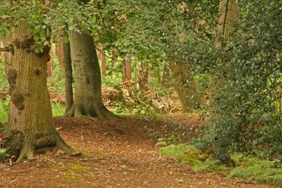 Lots of woods to walk around in