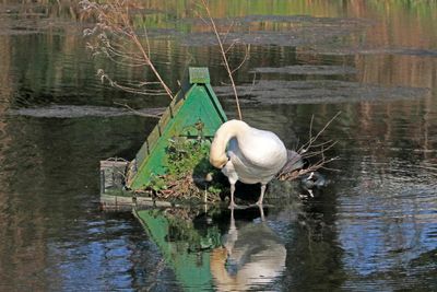 The Swan is squatting in the Coots house