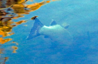 Possibly a Trout